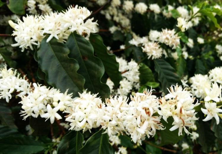 Cafeina Brasil Espresso