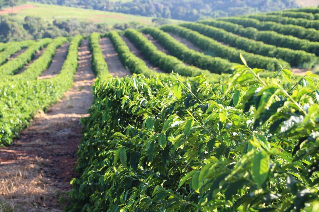 Cafeina Brasil Espresso